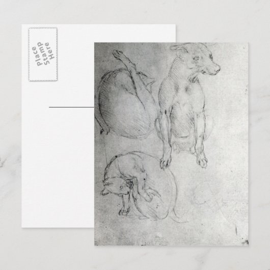 Studie van een hond en een kat, c.1480 briefkaart (Voorkant / Achterkant)