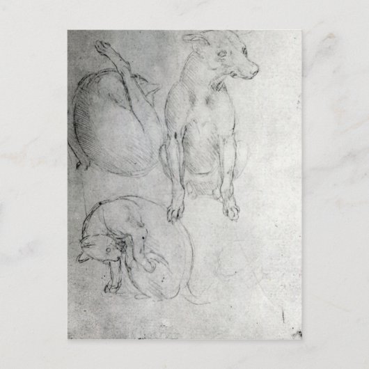 Studie van een hond en een kat, c.1480 briefkaart (Voorkant)