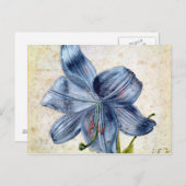 Studie van een lelie, 1526 briefkaart (Voorkant / Achterkant)