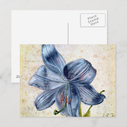 Studie van een lelie, 1526 briefkaart (Voorkant / Achterkant)