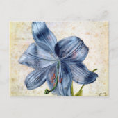 Studie van een lelie, 1526 briefkaart (Voorkant)