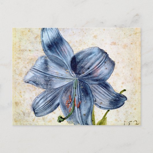 Studie van een lelie, 1526 briefkaart (Voorkant)