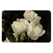 Studie van een Peony Flower Magneet (Horizontaal)