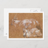 Studie van geiten (tekening) briefkaart (Voorkant / Achterkant)