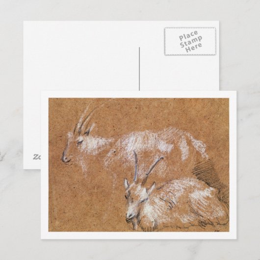 Studie van geiten (tekening) briefkaart (Voorkant / Achterkant)