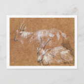 Studie van geiten (tekening) briefkaart (Voorkant)
