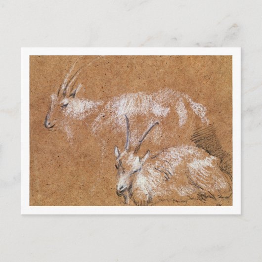 Studie van geiten (tekening) briefkaart (Voorkant)