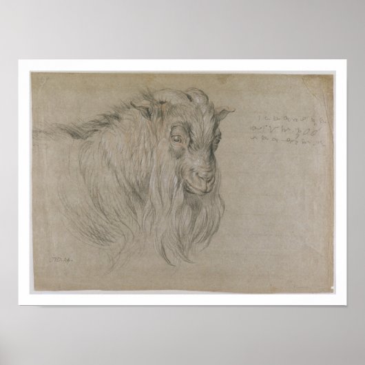 Studie van het hoofd van een am (zwart, sanguine & poster (Voorkant)