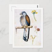 Studie van Lesser Kestrel en Bloem, Arcimboldo Briefkaart (Voorkant / Achterkant)