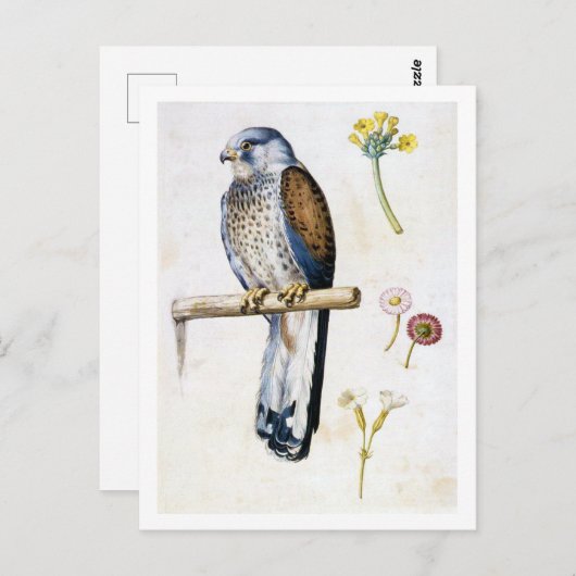 Studie van Lesser Kestrel en Bloem, Arcimboldo Briefkaart (Voorkant / Achterkant)