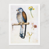 Studie van Lesser Kestrel en Bloem, Arcimboldo Briefkaart (Voorkant)