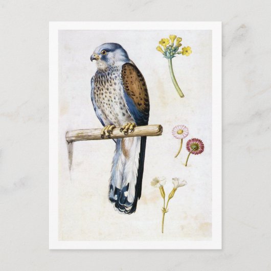Studie van Lesser Kestrel en Bloem, Arcimboldo Briefkaart (Voorkant)
