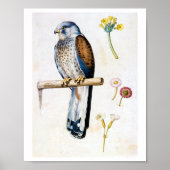 Studie van Lesser Kestrel en Bloem, Arcimboldo Poster (Voorkant)