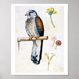 Studie van Lesser Kestrel en Bloem, Arcimboldo Poster