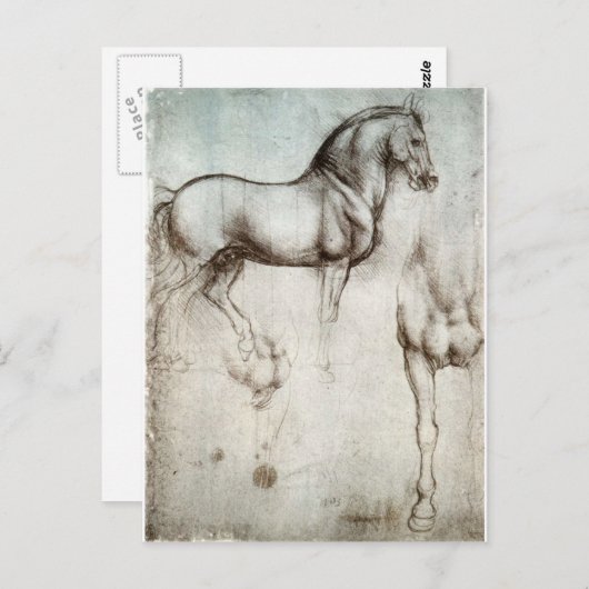 Studie van paard briefkaart (Voorkant / Achterkant)