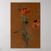 Studie van papavers - James Inskipp Poster (Voorkant)