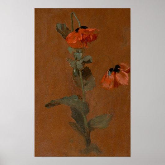 Studie van papavers - James Inskipp Poster (Voorkant)
