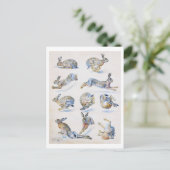 Studies met wilde Hare (konijn), Bruno Liljefors Briefkaart (Staand voorkant)