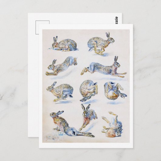 Studies met wilde Hare (konijn), Bruno Liljefors Briefkaart (Voorkant / Achterkant)