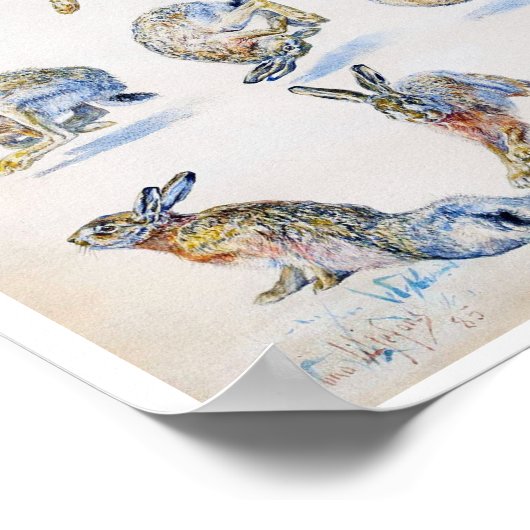 Studies met wilde Hare (konijn), Bruno Liljefors Poster (Hoek)