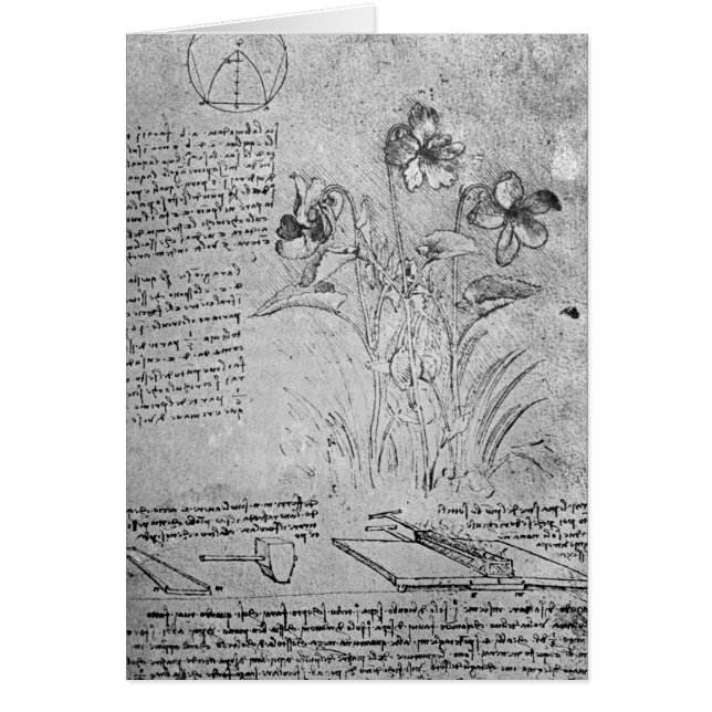 Studies over Violas (Voorkant)