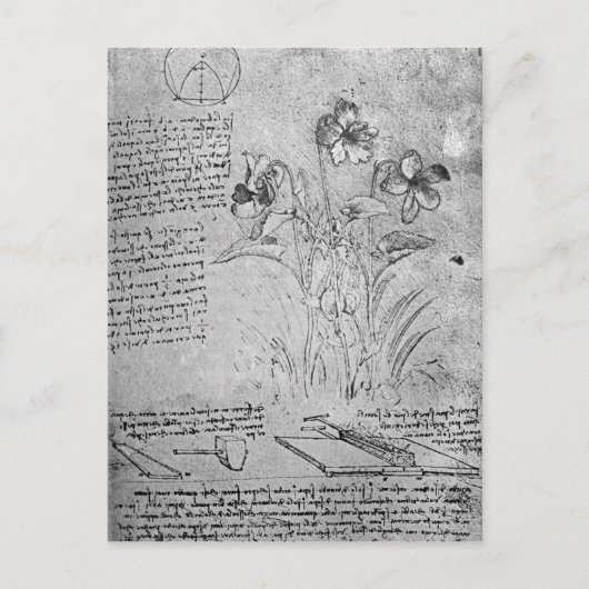 Studies over Violas Briefkaart (Voorkant)
