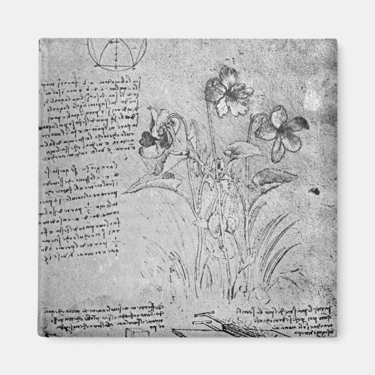 Studies over Violas Magneet (Voorkant)