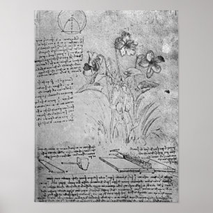 Studies over Violas Poster