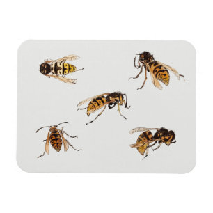 Studies over wespen - Julie de Graag Magneet
