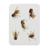 Studies over wespen - Julie de Graag Magneet (Verticaal)