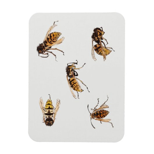 Studies over wespen - Julie de Graag Magneet (Verticaal)