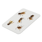 Studies over wespen - Julie de Graag Magneet (Linkerzijde)