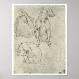 Studies van een hond en een kat, Leonardo Da Vinci Poster