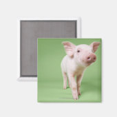 Studio Knipt uit een piglet-opstand Magneet (Voorkant / Achterkant)