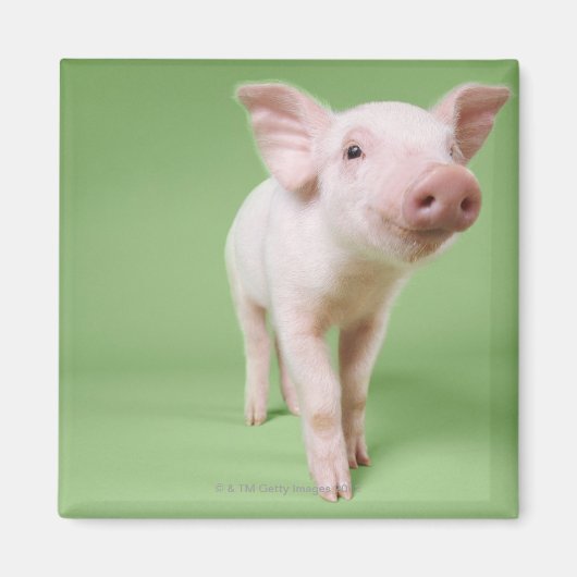 Studio Knipt uit een piglet-opstand Magneet (Voorkant)