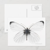 Studio-opname van een scherpe witte vlinder briefkaart (Voorkant / Achterkant)