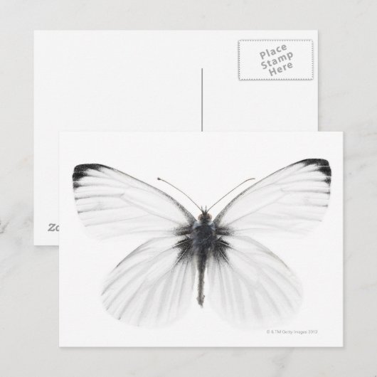Studio-opname van een scherpe witte vlinder briefkaart (Voorkant / Achterkant)