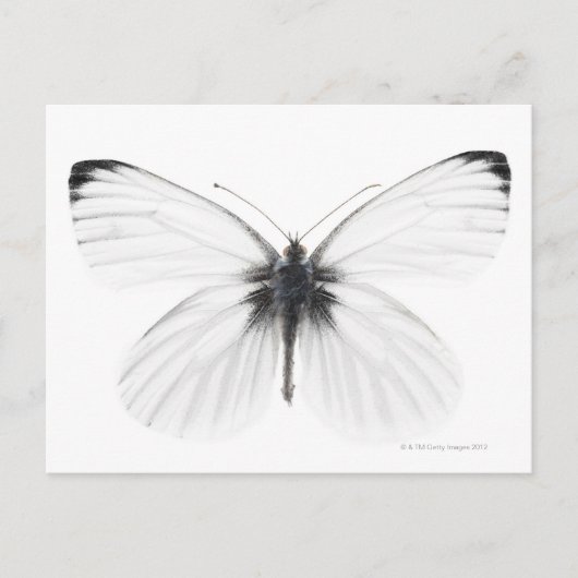 Studio-opname van een scherpe witte vlinder briefkaart (Voorkant)