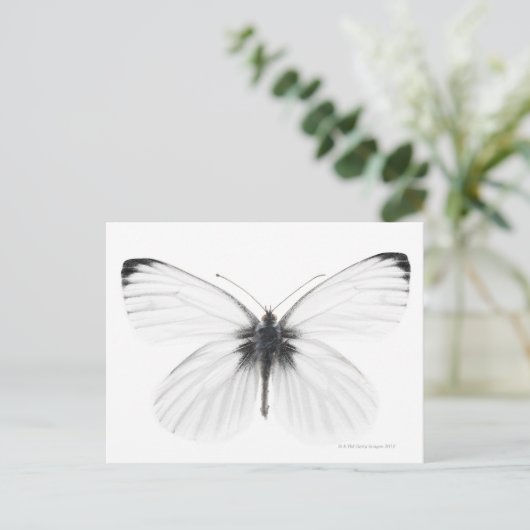 Studio-opname van een scherpe witte vlinder briefkaart (Staand voorkant)