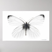 Studio-opname van een scherpe witte vlinder poster (Voorkant)