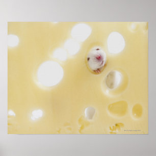 Studio-opname van witte muis die door een gat kijk poster