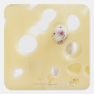 Studio-opname van witte muis die door een gat kijk vierkante sticker