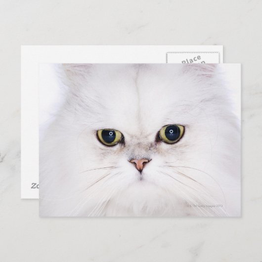 Studio-opname van witte Perzische kat Briefkaart (Voorkant / Achterkant)
