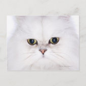 Studio-opname van witte Perzische kat Briefkaart (Voorkant)