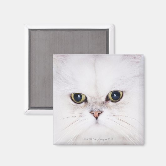 Studio-opname van witte Perzische kat Magneet (Voorkant / Achterkant)