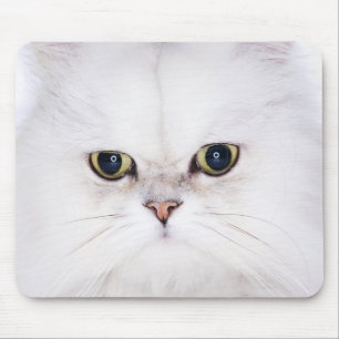 Studio-opname van witte Perzische kat Muismat