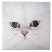 Studio-opname van witte Perzische kat Tegeltje (Voorkant)