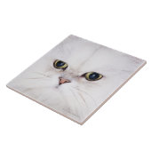 Studio-opname van witte Perzische kat Tegeltje (Zijkant)