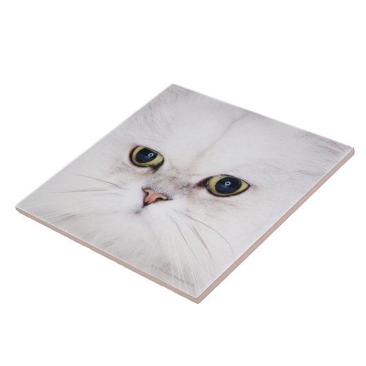 Studio-opname van witte Perzische kat Tegeltje (Zijkant)