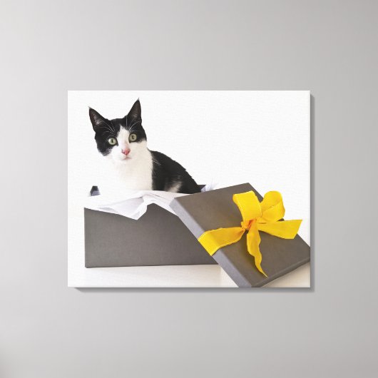 Studio-opname van zwarte en witte kat in cadeaudoo canvas afdruk (Voorkant)